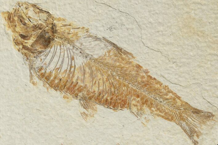 Detailed Fossil Fish (Knightia) - Wyoming #186428